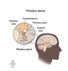 As I started treating women with different symptoms caused by hormonal imbalance, I noticed a common thread in all of them:  All of these women attested to living a very high-paced, stressful life. whether these were physical, emotional or mental stresses, they were all very prevalent. 

Knowing this, I decided to examine the issue a little deeper